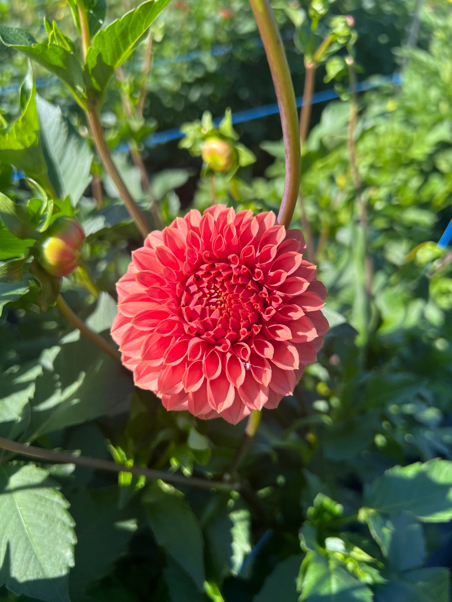 KA Keltie Rose - Dahlia Tuber