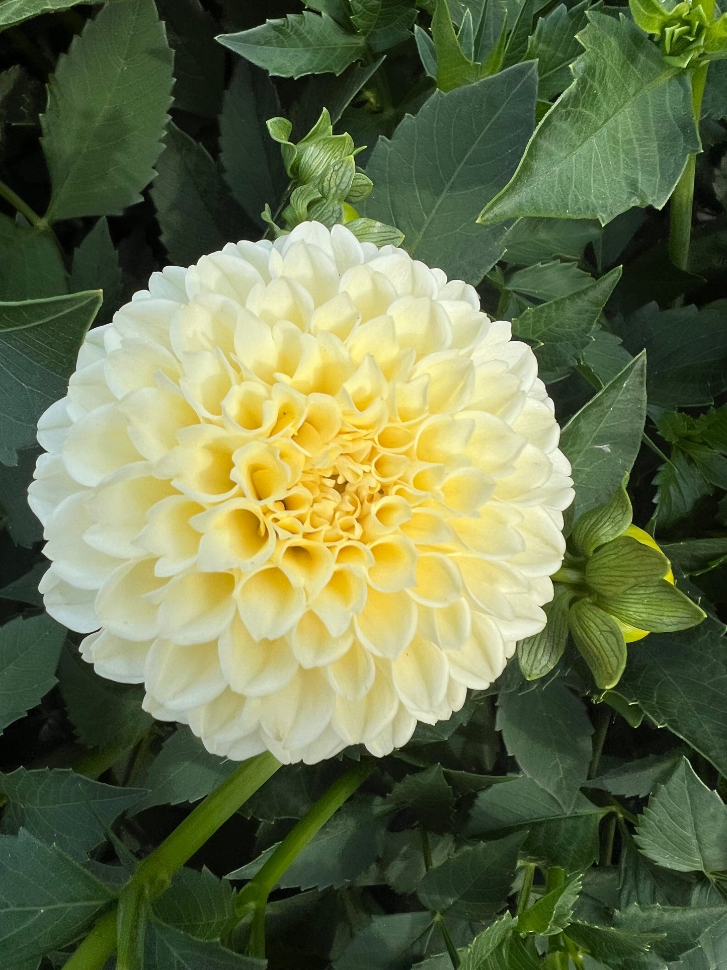 Creamy - Dahlia Tuber