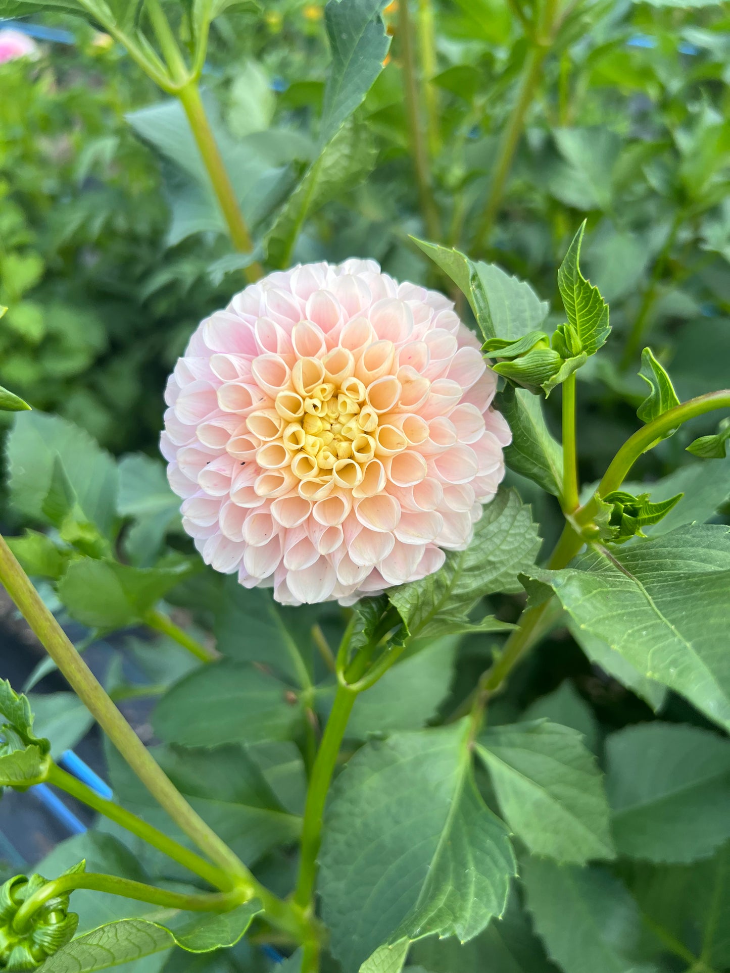 Hollyhill Pollyanna - Rooted Cutting