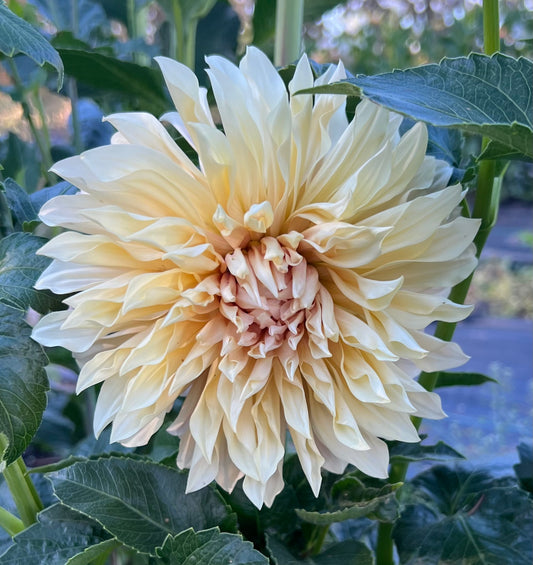 Cafe de Paris - Dahlia Tuber