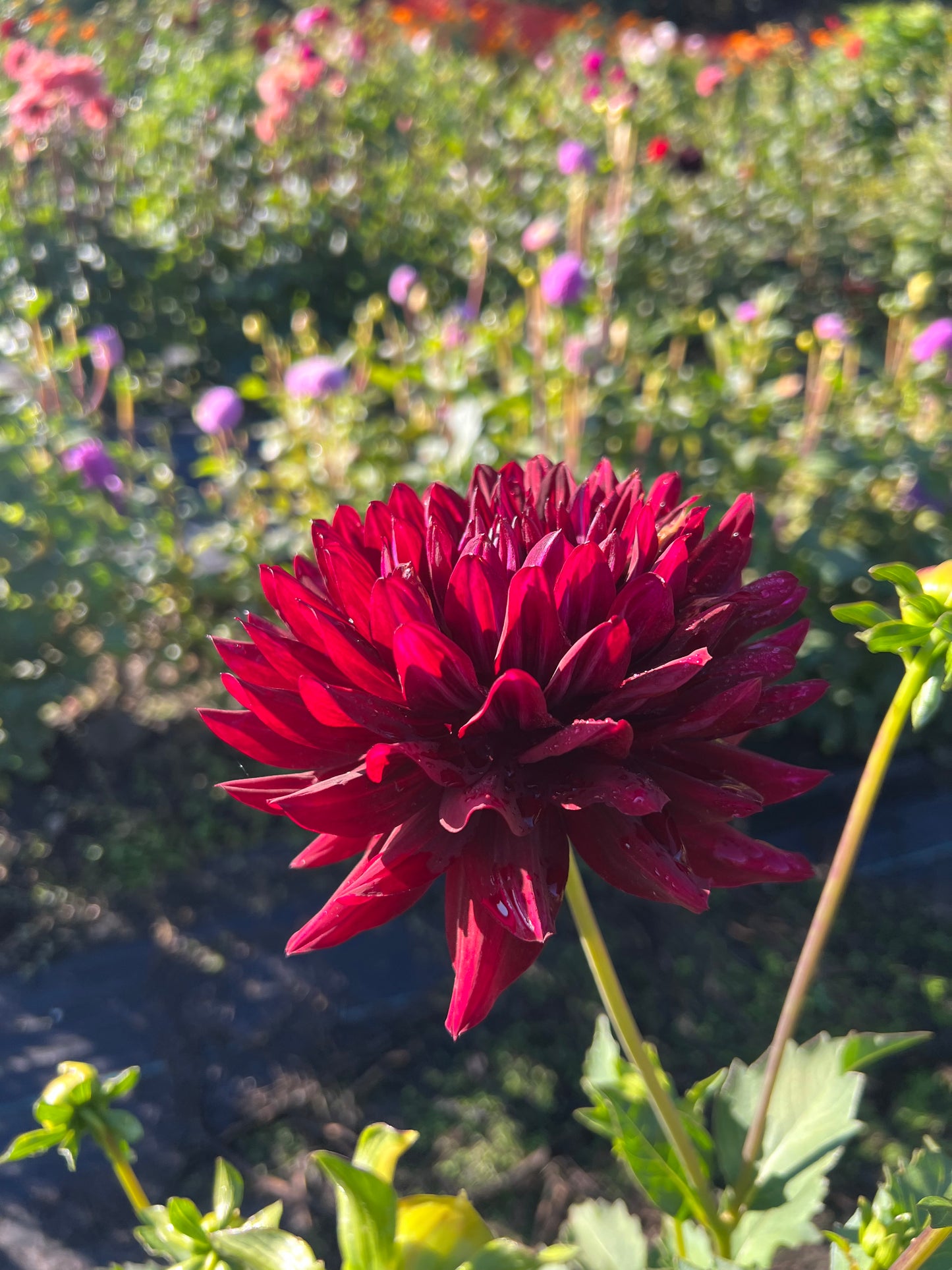 Hollyhill Black Beauty - Dahlia Tuber