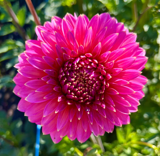 Bloomquist Mojo - Dahlia Tuber