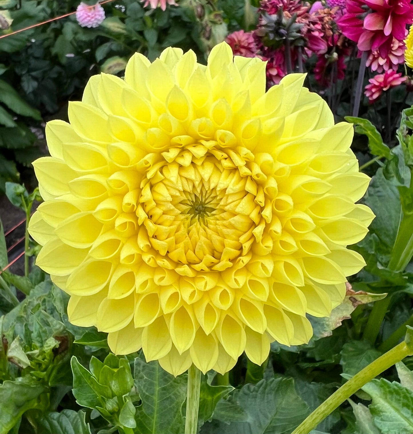 Ruskin Diane - Dahlia Tuber