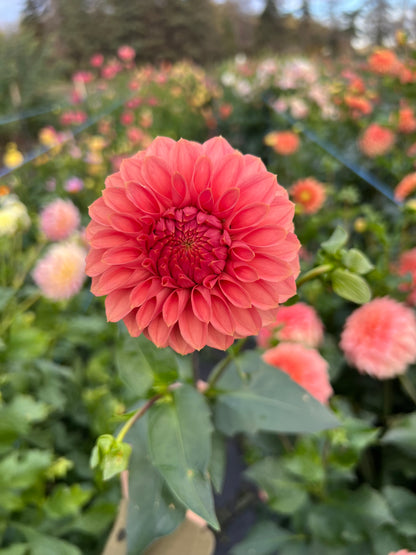 KA Keltie Rose - Dahlia Tuber