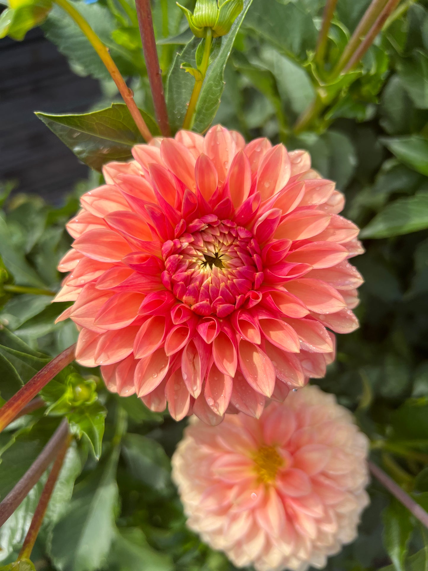 KA Desert Rose - Rooted Cutting