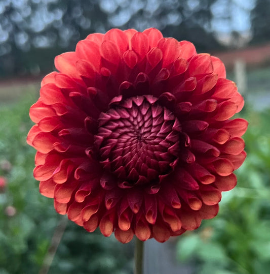 Brown Sugar - Dahlia Tuber