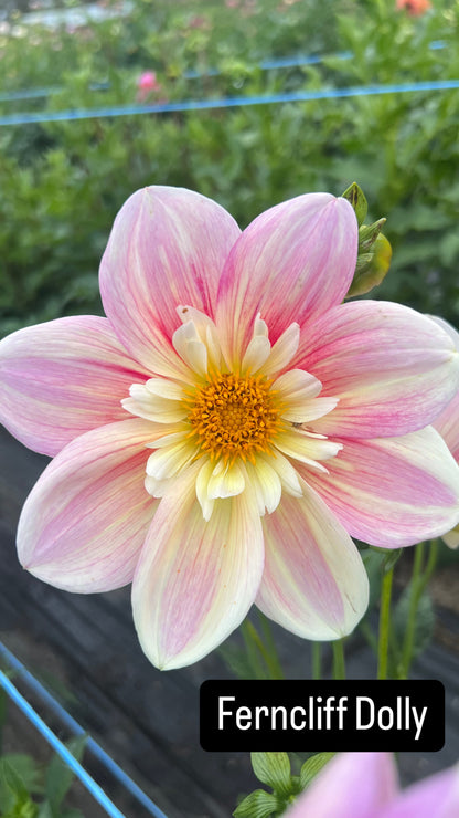 Ferncliff Dolly - Dahlia Tuber