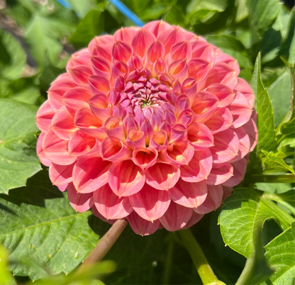 CT Babycakes - Dahlia Tuber