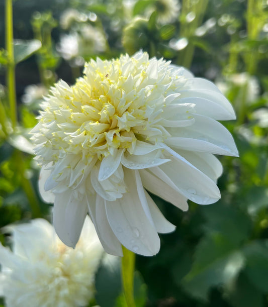 Zahra - Dahlia Tuber