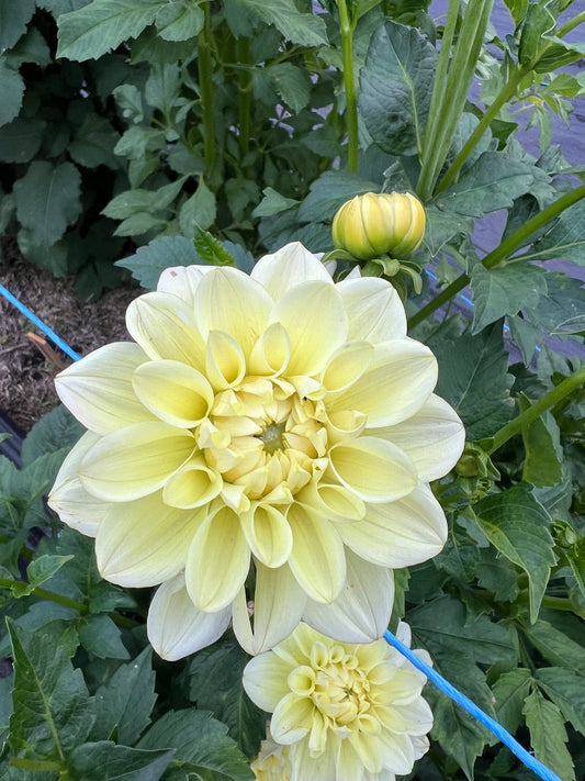 Caramel Antique - Dahlia Tuber