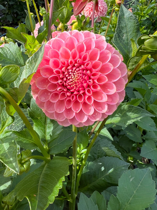 R Joan - Dahlia Tuber