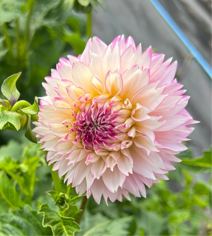 Hollyhill Pinkie - Dahlia Tuber