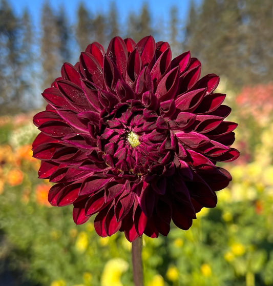 Night Night - Dahlia Tuber