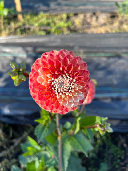 Hollyhill Calico - Dahlia Tuber