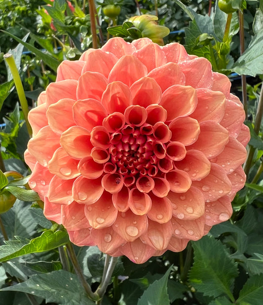 Rose Toscano - Dahlia Tuber