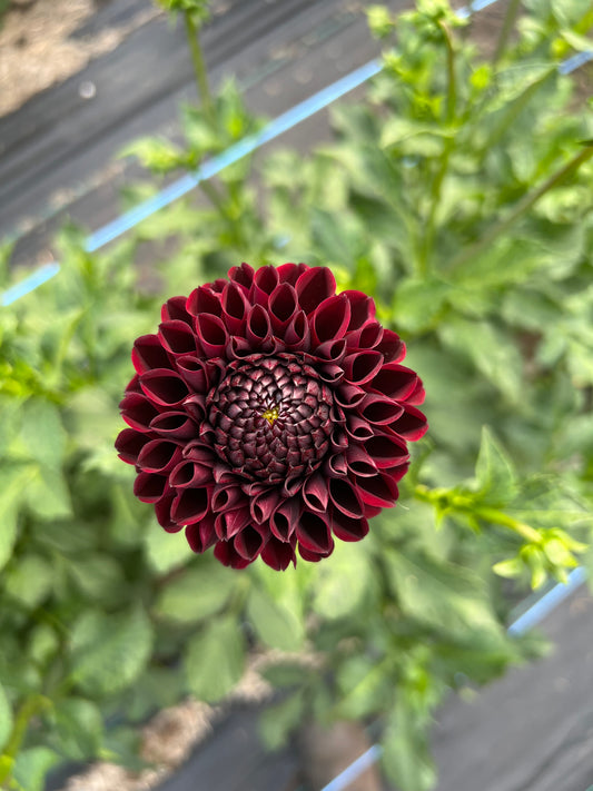 Ferncliff Ebony - Dahlia Tuber