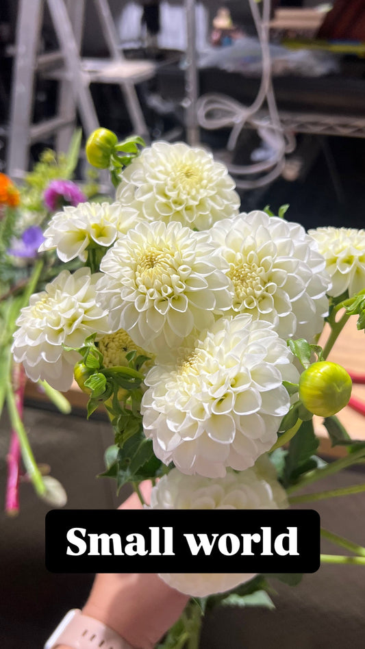 Small World - Dahlia Tuber