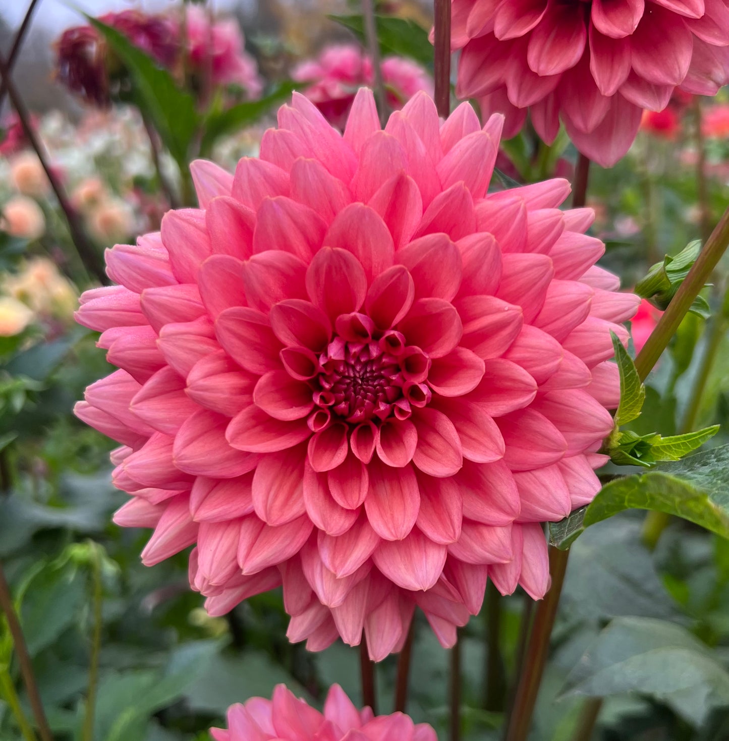 Mystique - Dahlia Tuber