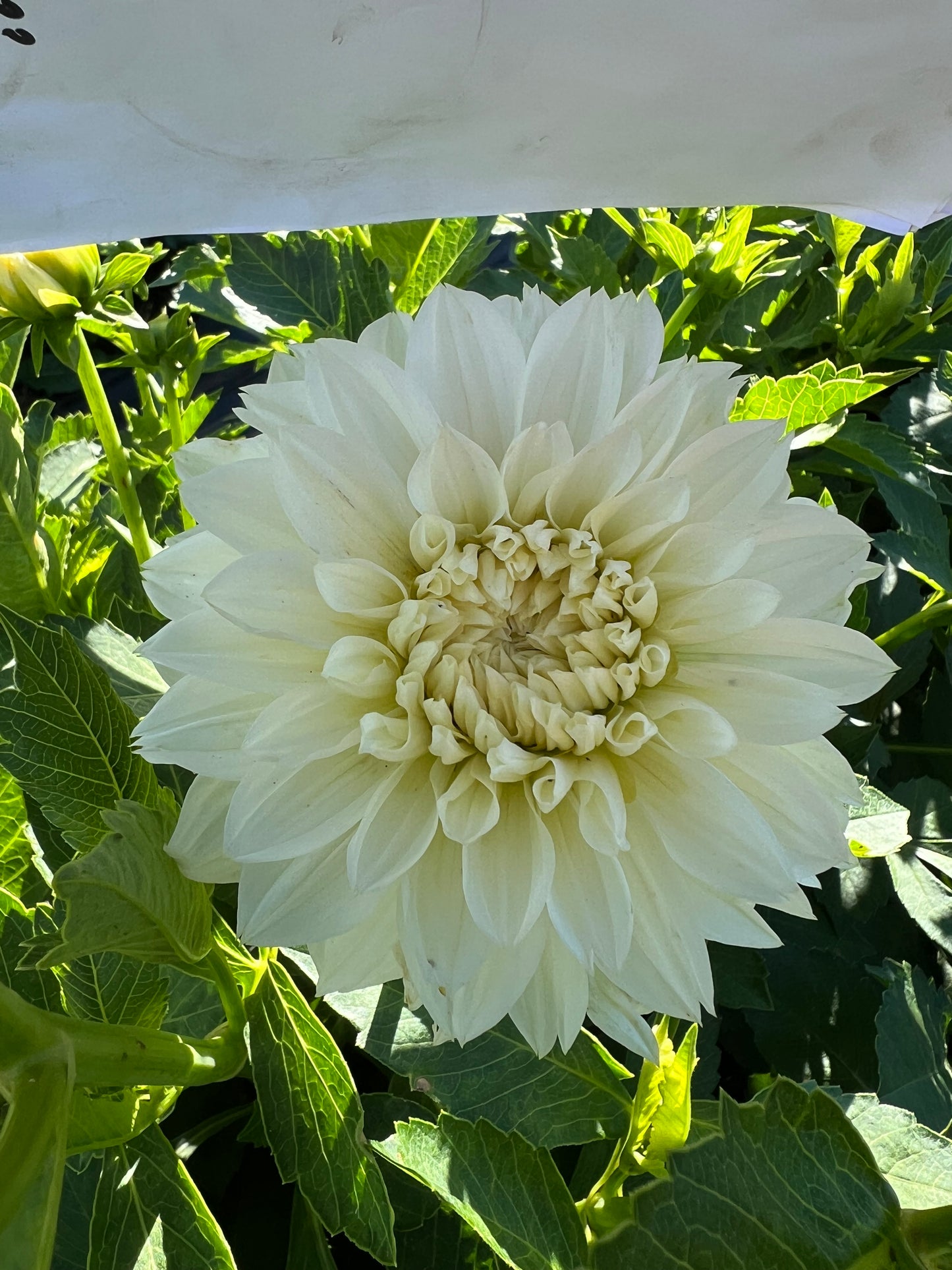 Gritts Attention - Dahlia Tuber