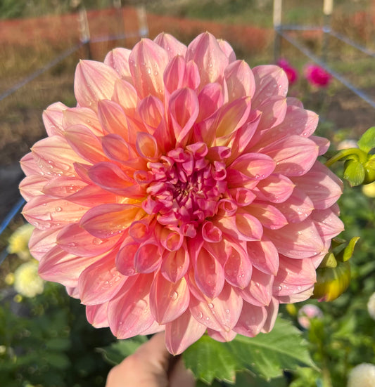 Cameo Peach - Dahlia Tuber