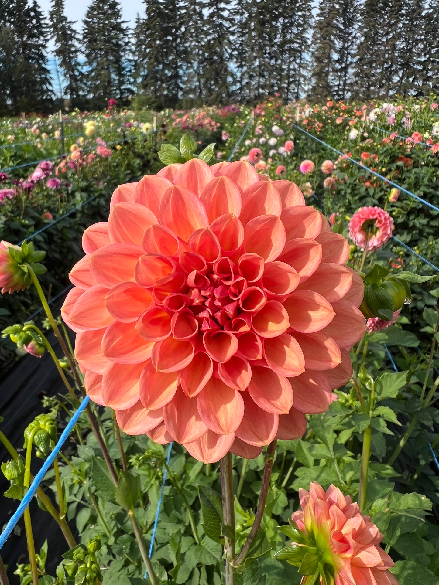 Larks Ebbe - Dahlia Tuber