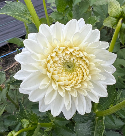 Blizzard - Dahlia Tuber