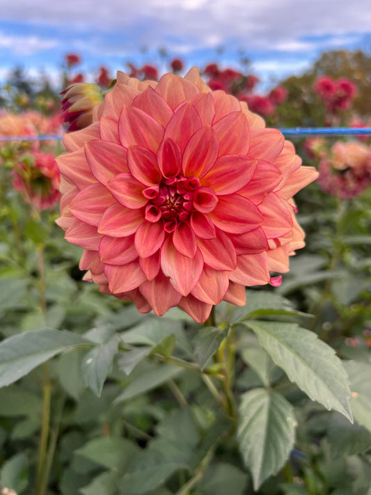 KA Mocha Katie - Dahlia Tuber