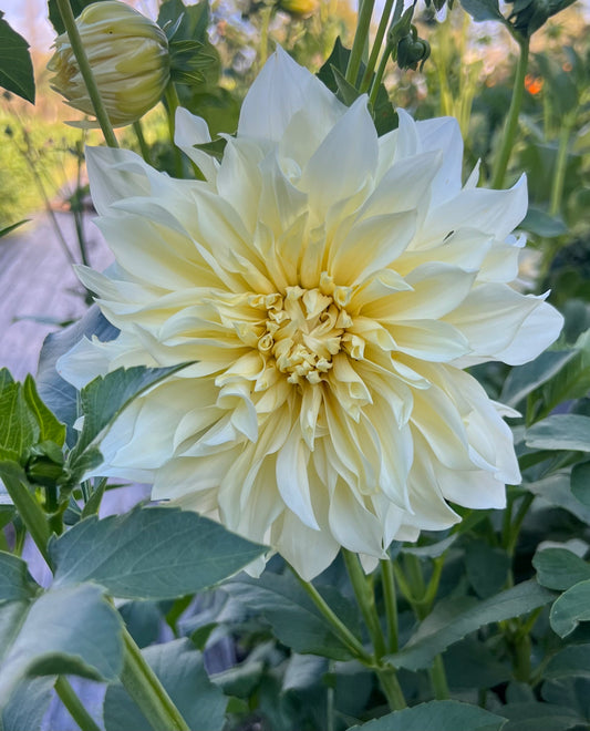 Cafe Supreme - Dahlia Tuber