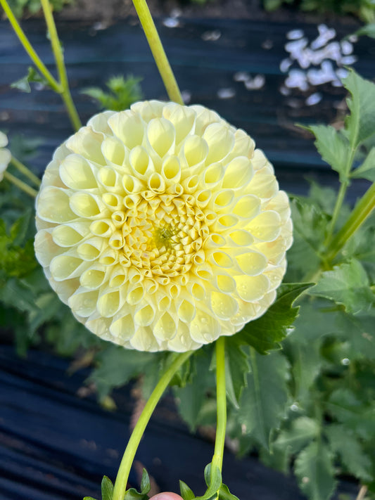 Mm Buttercream - Dahlia Tuber