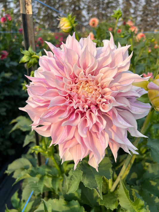 KA Lavender Blush - Dahlia Tuber