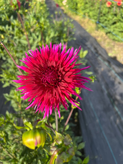 Urchin - Dahlia Tuber