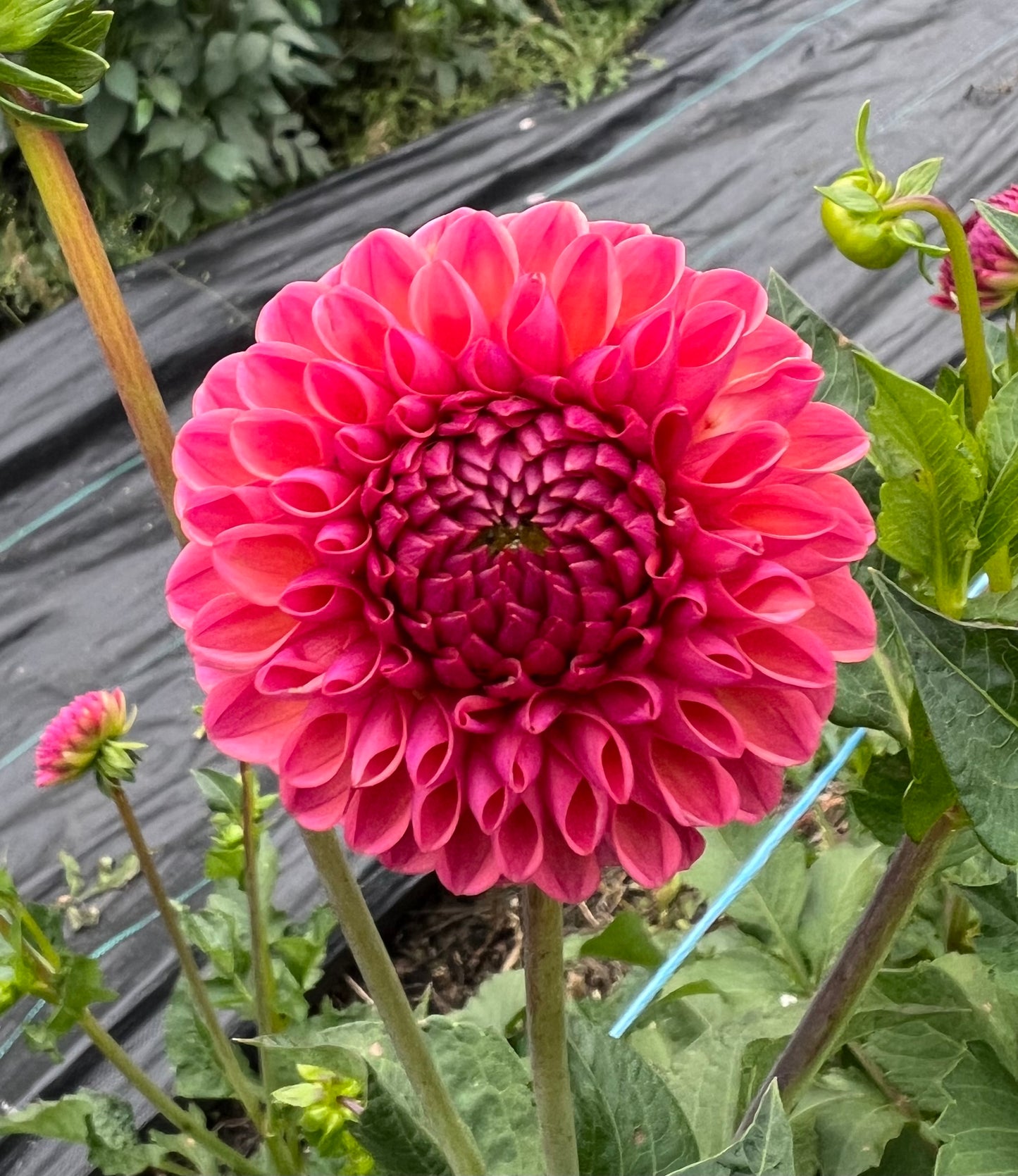 Amethyst Glow - Dahlia Tuber