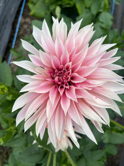 Cafe Mini (Jolene) - Dahlia Tuber