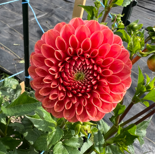 Jomanda - Dahlia Tuber