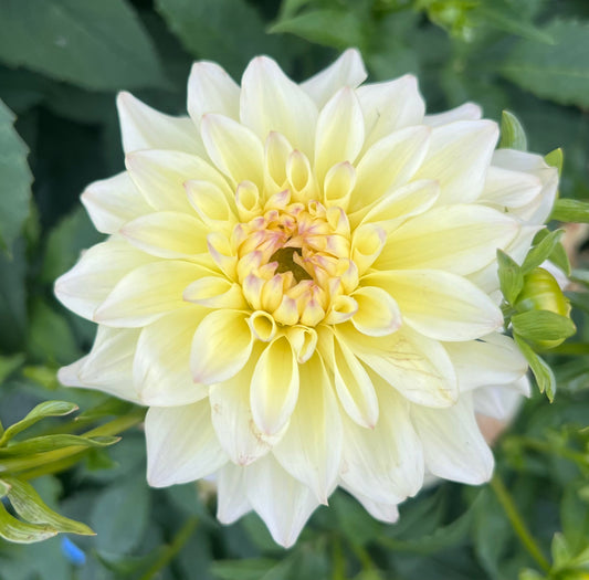 GF Lemonade - Dahlia Tuber