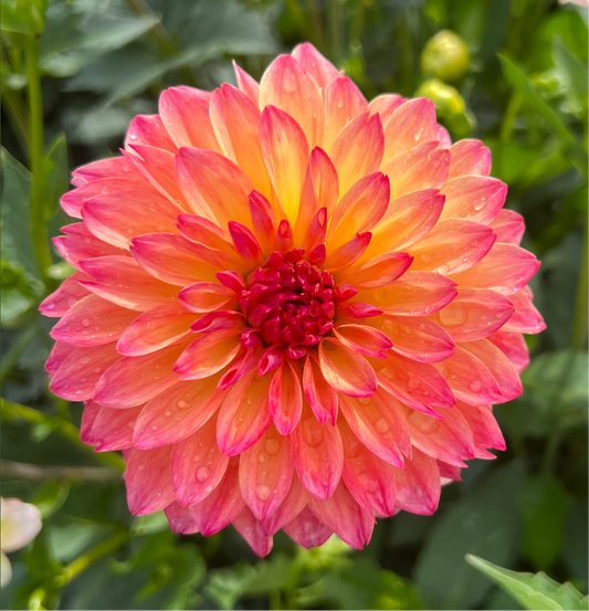 September Morn - Dahlia Tuber