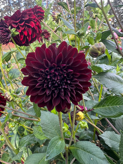 La Recolata - Dahlia Tuber