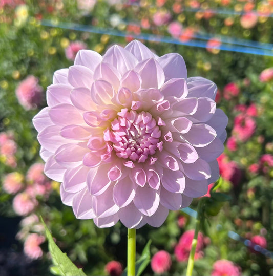 Lakeview Premier - Dahlia Tuber