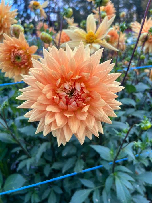 Prince of Orange - Dahlia Tuber