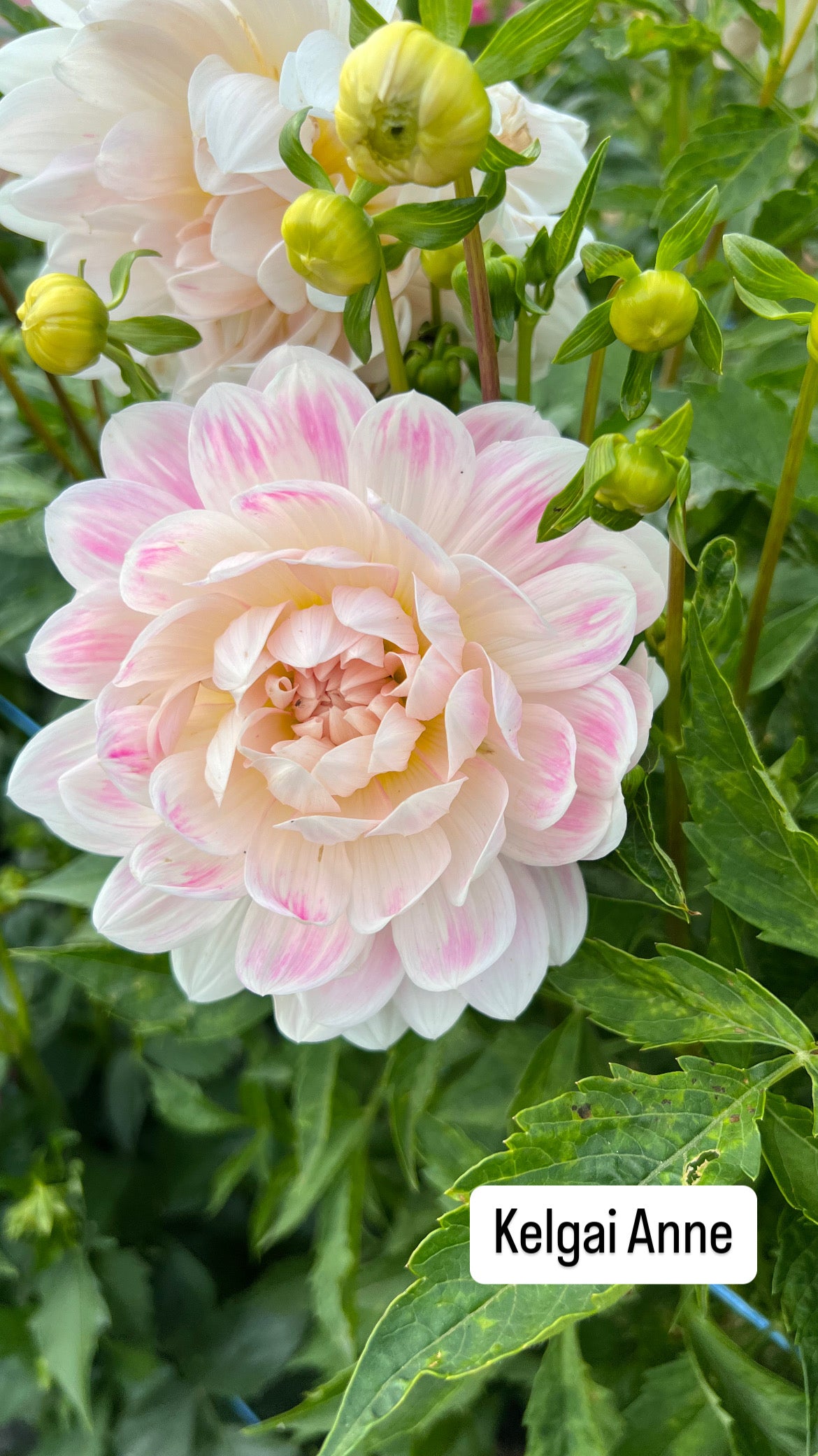 Kelgai Anne - Dahlia Tuber