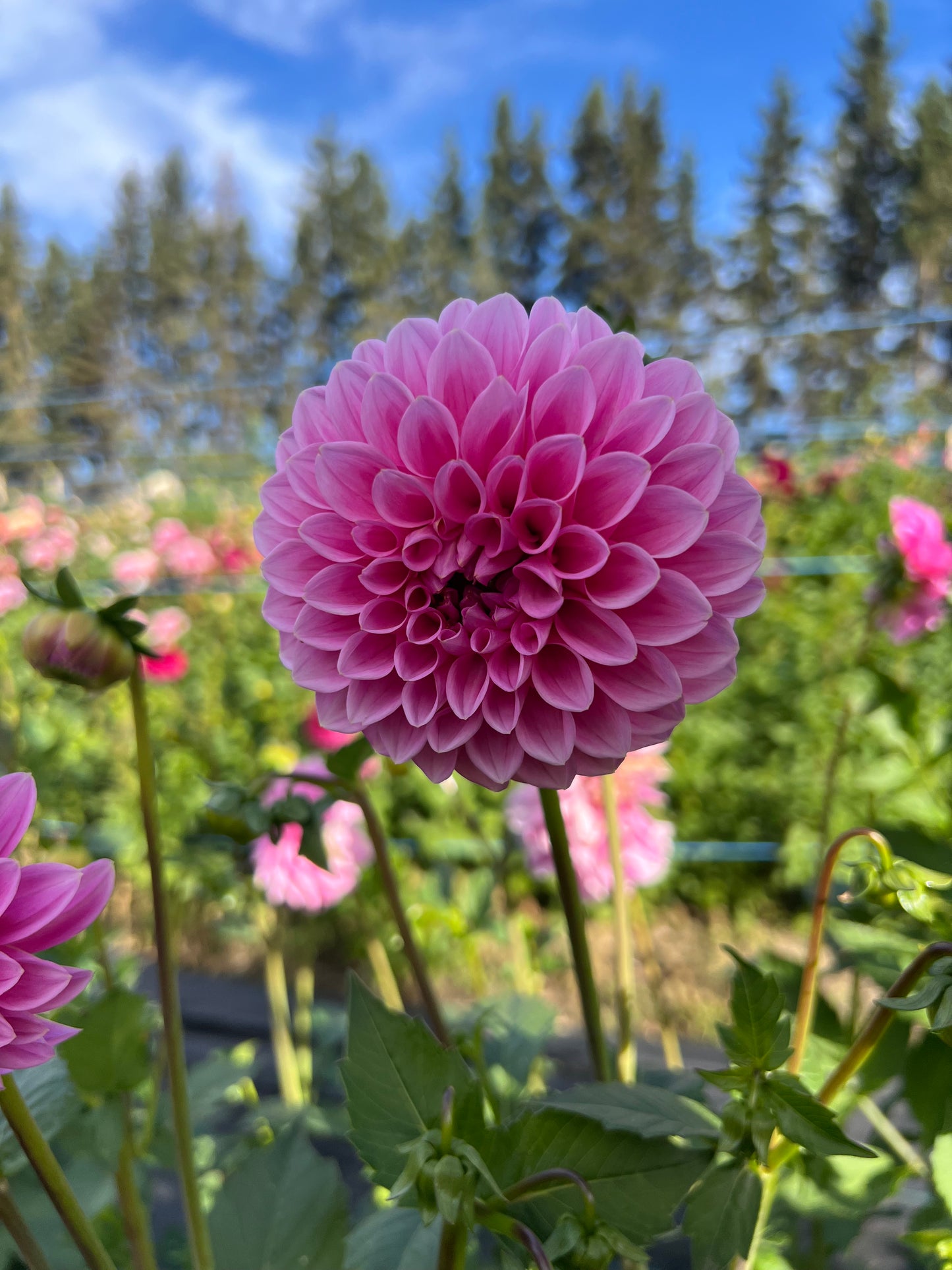 Sweet Fabian - Dahlia Tuber