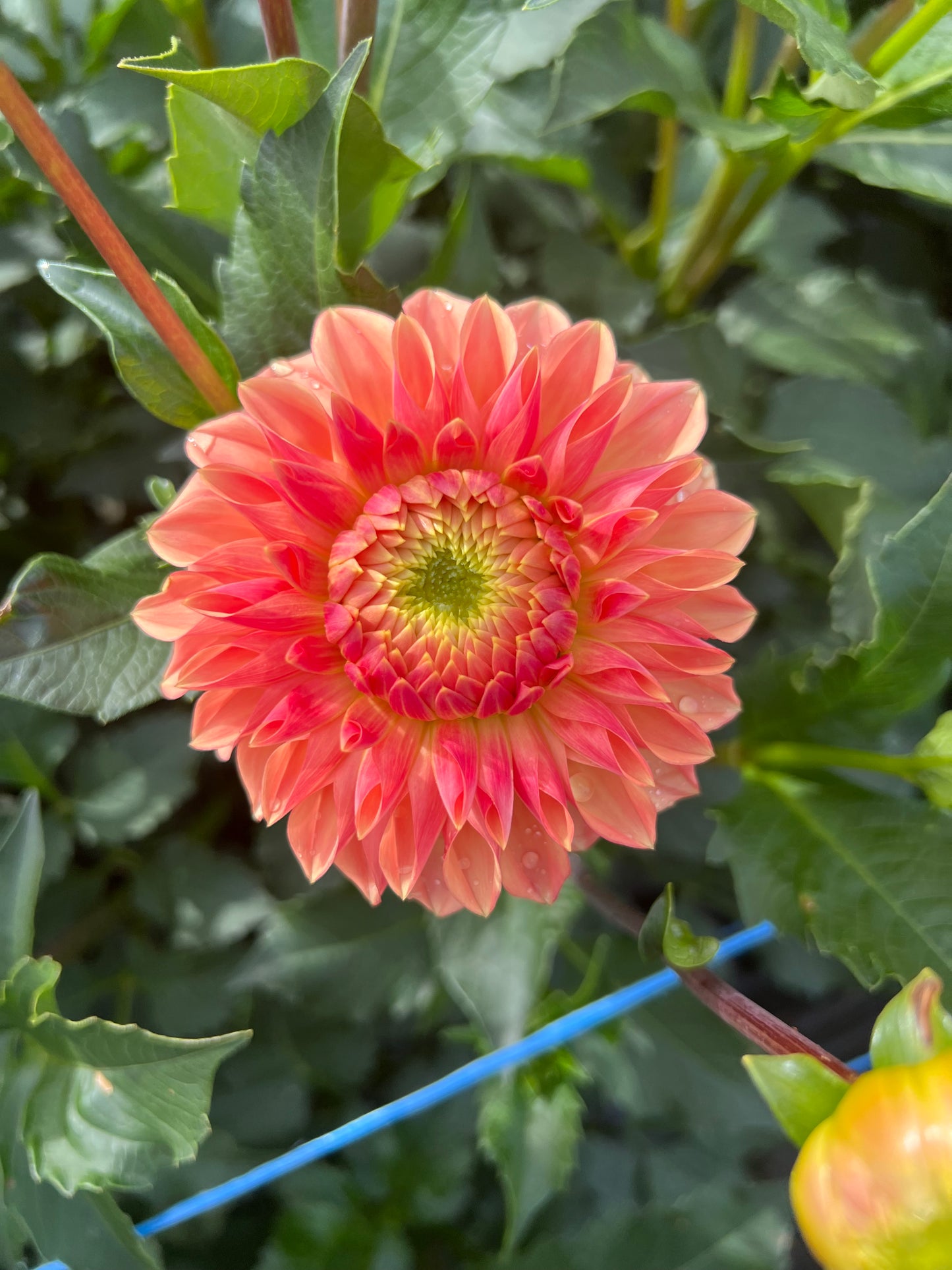 KA Desert Rose - Rooted Cutting