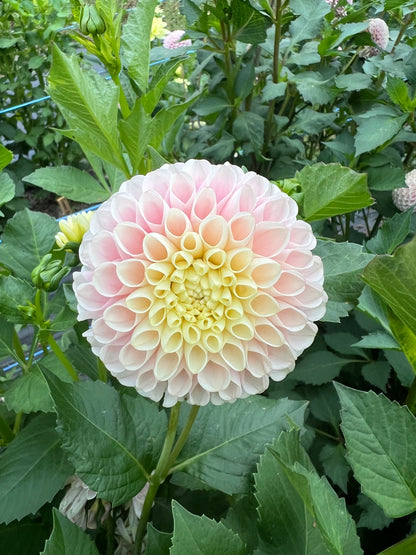 Hollyhill Pollyanna - Rooted Cutting