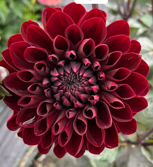 Manoa - Dahlia Tuber