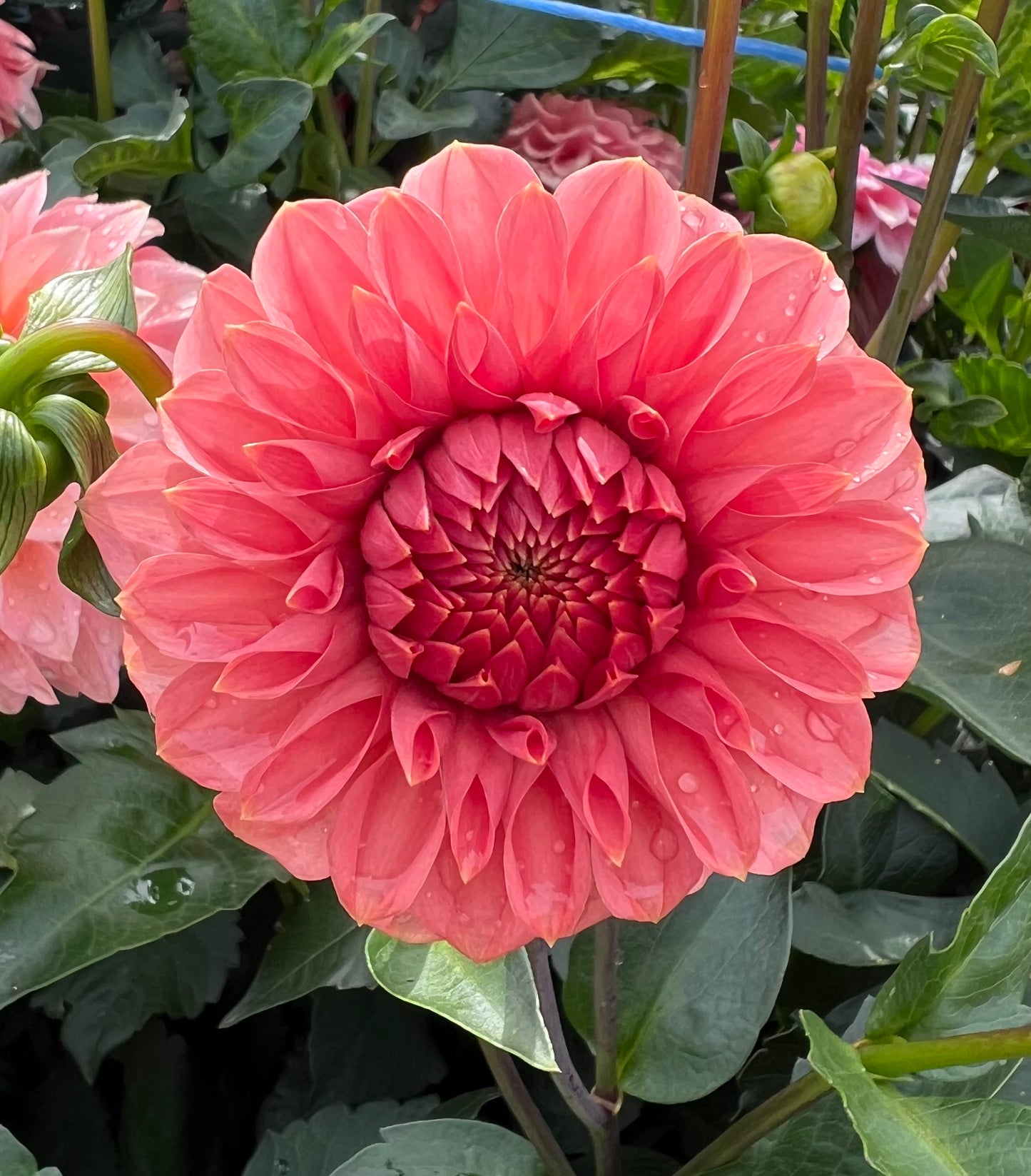 KA Keltie Rose - Dahlia Tuber