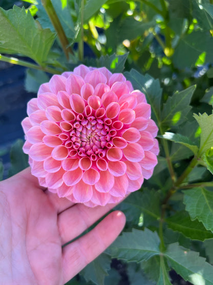 Braken Rose (USA) - Dahlia Tuber