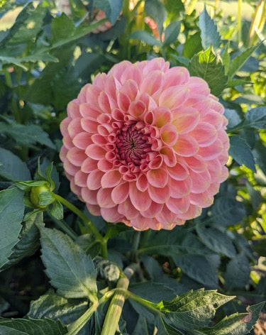 20th Ave Softer Peach - Dahlia Tuber