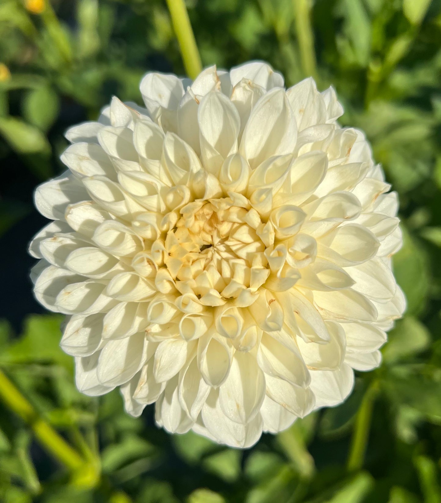 Ferncliff Pearl - Dahlia Tuber