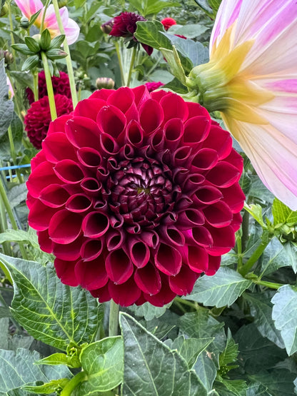 Ferncliff Eboney - Dahlia Tuber