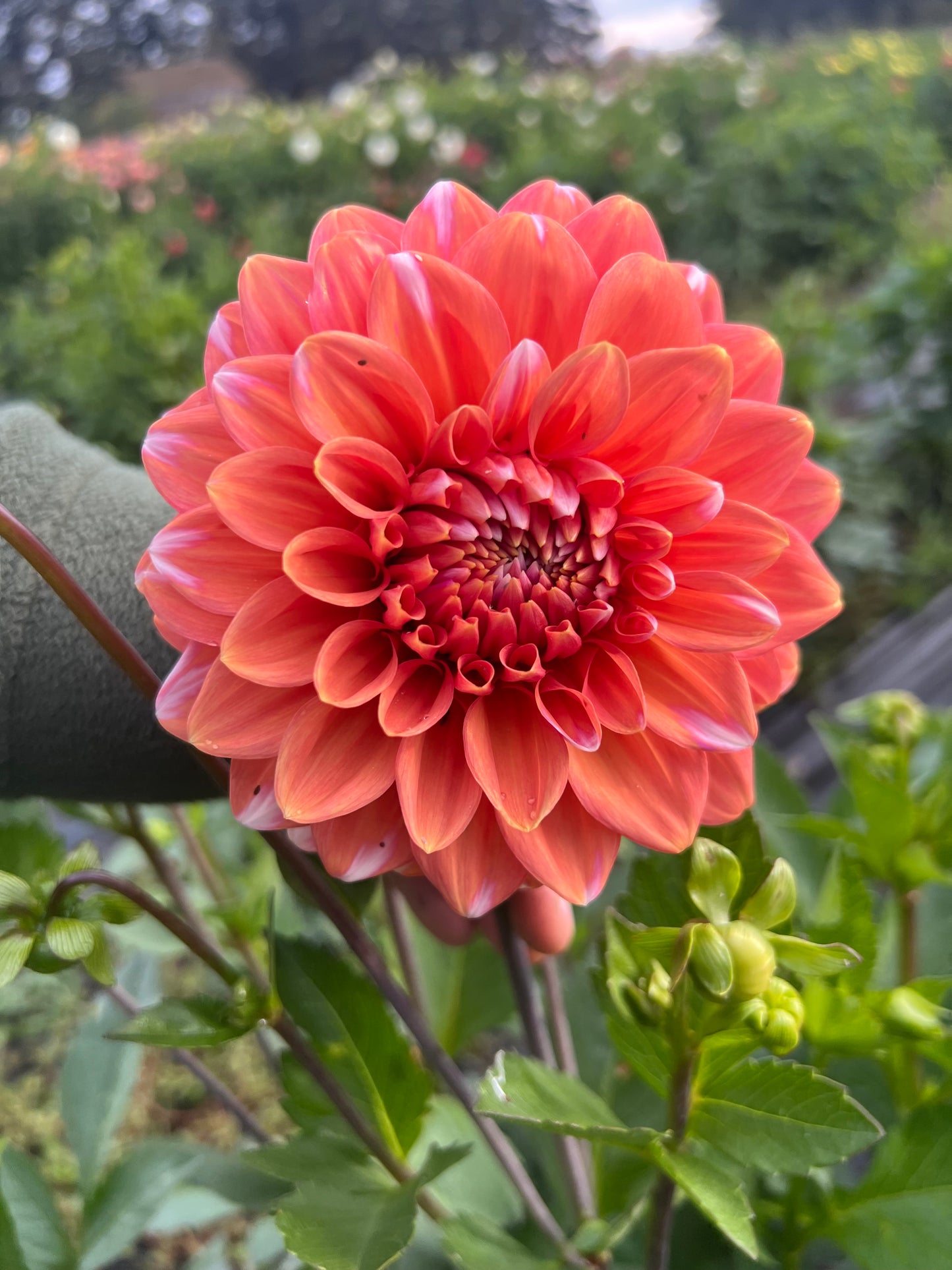 Apple Blossom Double - Dahlia Tuber